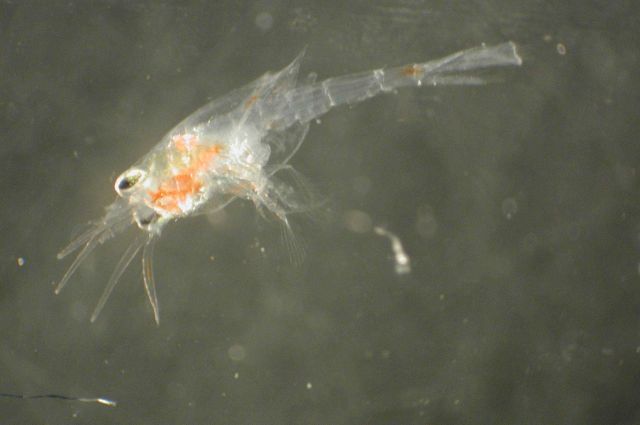 Zooplankton Picture