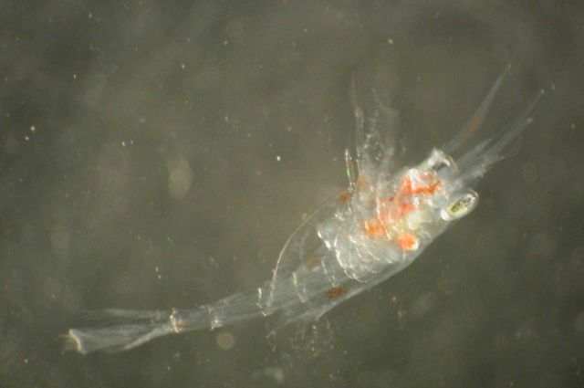 Zooplankton Picture