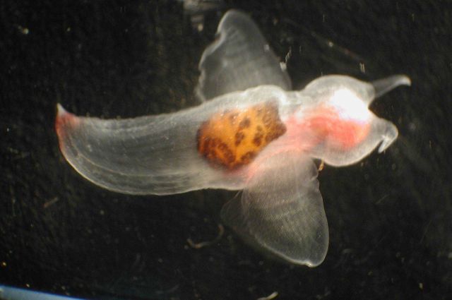Zooplankton Picture