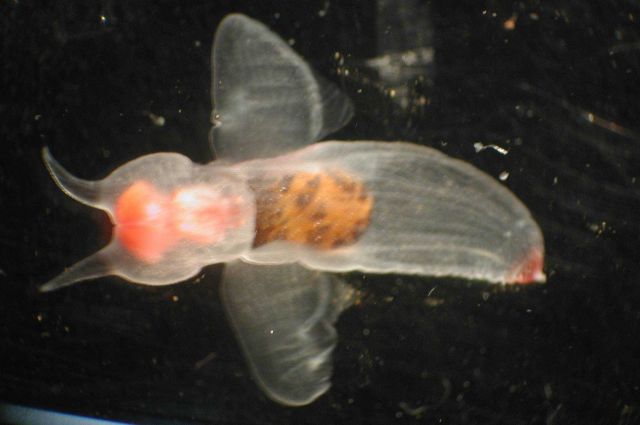 Zooplankton Picture