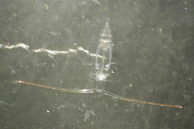 Zooplankton Picture