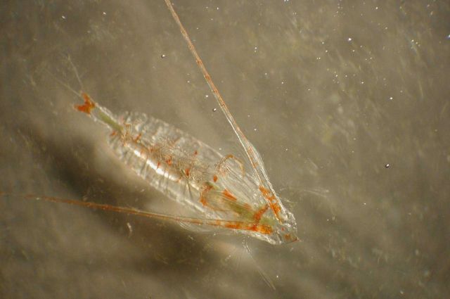Zooplankton Picture