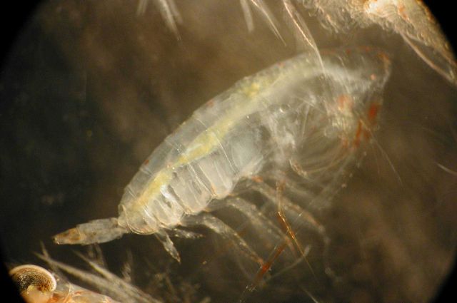 Zooplankton Picture