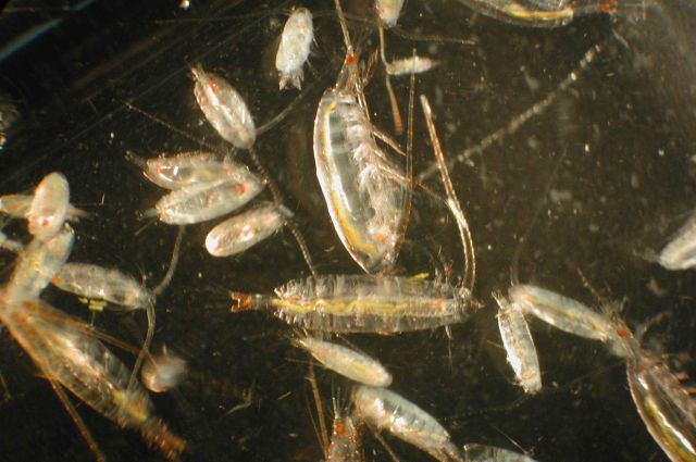 Zooplankton Picture