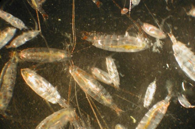 Zooplankton Picture