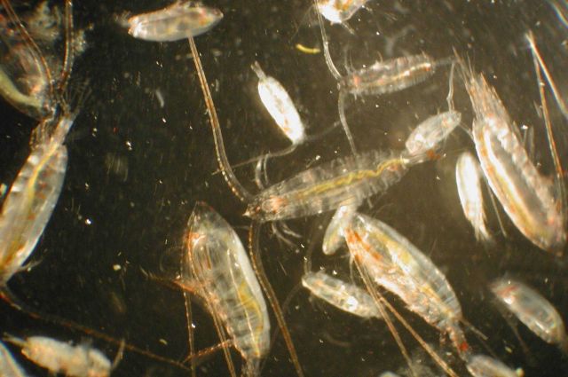 Zooplankton Picture