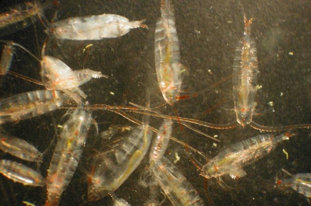 Zooplankton Picture