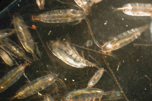 Zooplankton Picture