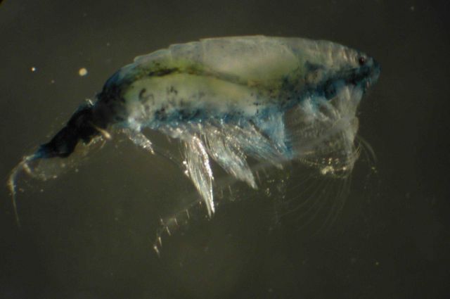 Zooplankton Picture