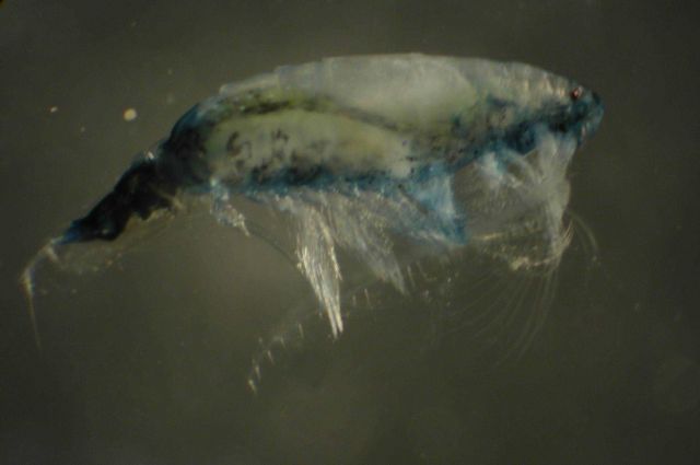 Zooplankton Picture