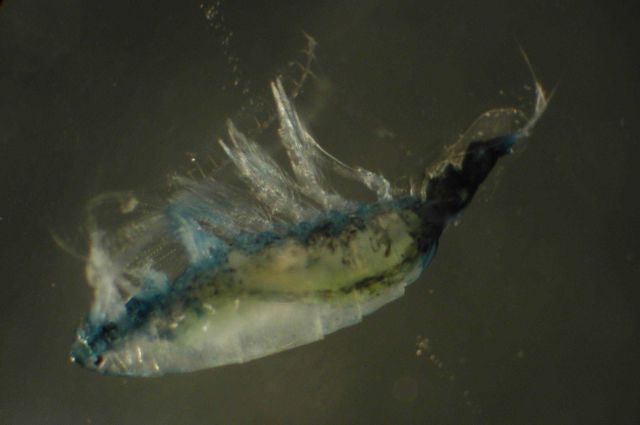 Zooplankton Picture