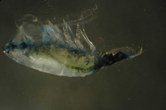 Zooplankton Picture