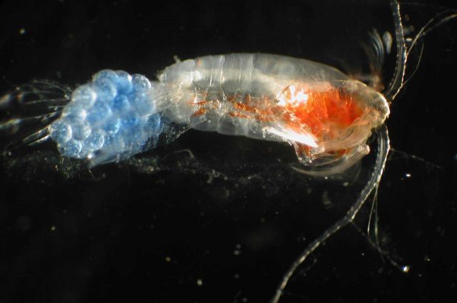 Zooplankton Picture