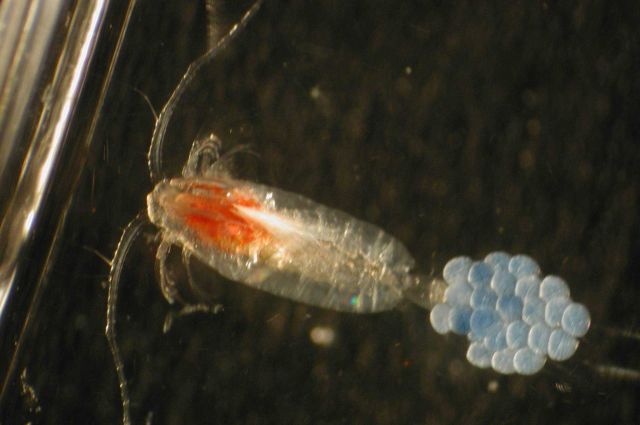 Zooplankton Picture
