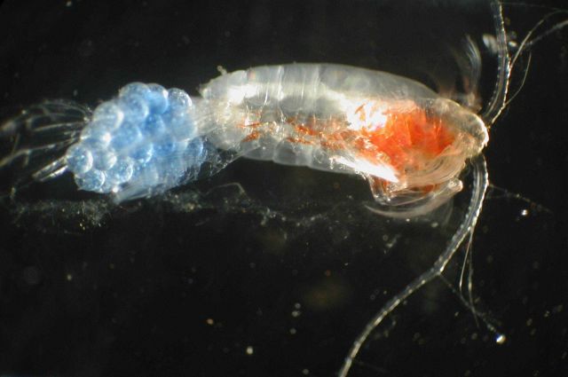 Zooplankton Picture