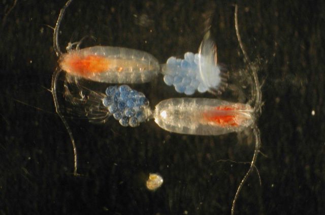 Zooplankton Picture