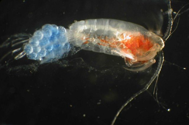 Zooplankton Picture
