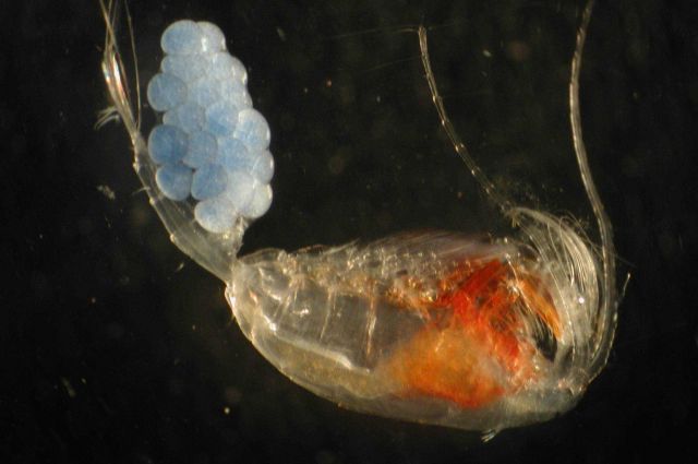 Zooplankton Picture