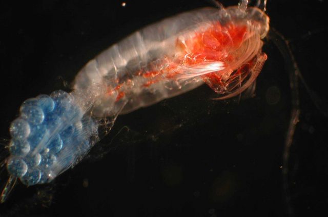 Zooplankton Picture