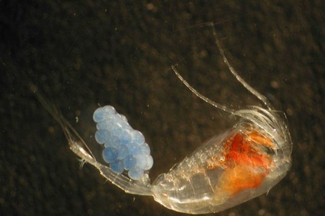 Zooplankton Picture