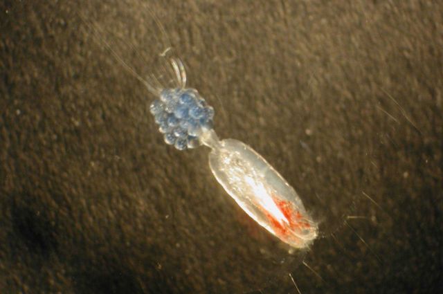 Zooplankton Picture
