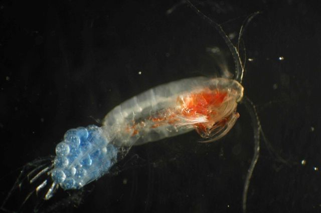 Zooplankton Picture