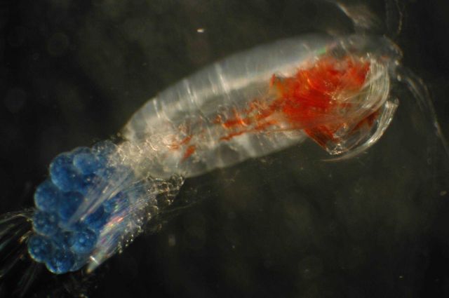 Zooplankton Picture