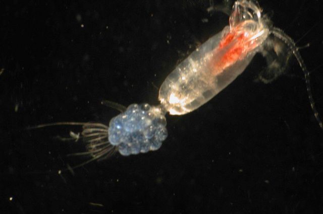 Zooplankton Picture