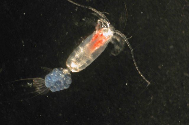 Zooplankton Picture