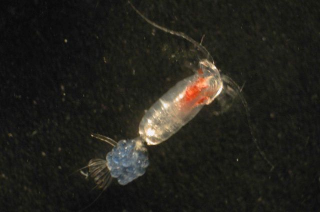 Zooplankton Picture
