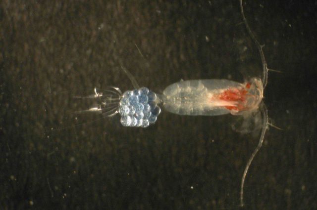 Zooplankton Picture