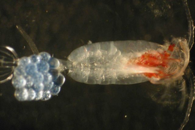 Zooplankton Picture