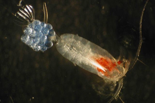 Zooplankton Picture