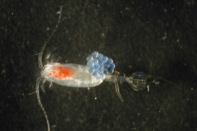 Zooplankton Picture
