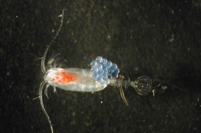 Zooplankton Picture