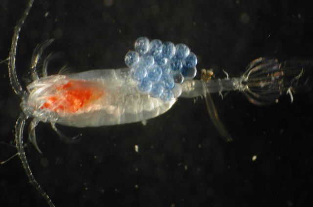 Zooplankton Picture
