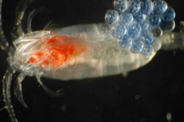 Zooplankton Picture