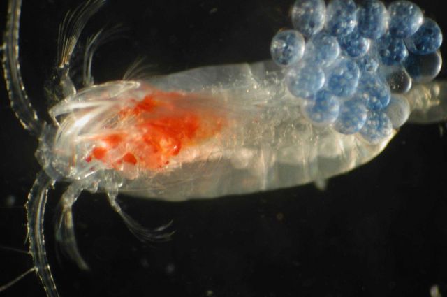 Zooplankton Picture
