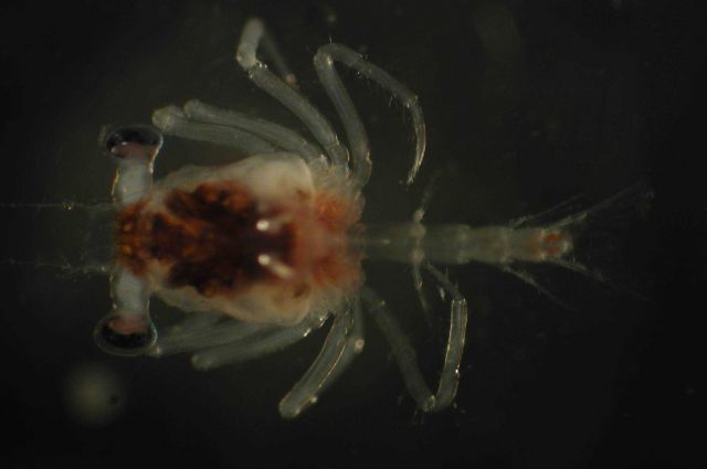 Zooplankton Picture
