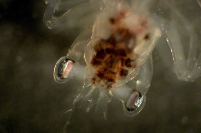 Zooplankton Picture