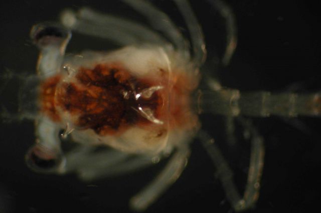 Zooplankton Picture