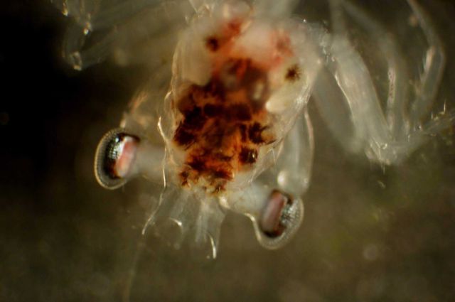 Zooplankton Picture