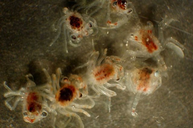 Zooplankton Picture