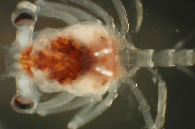 Zooplankton Picture