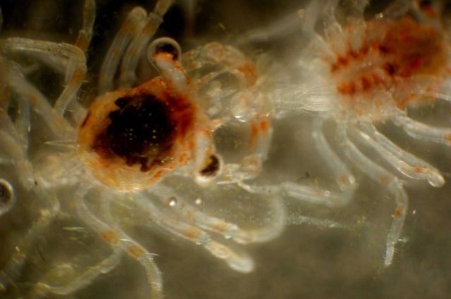 Zooplankton Picture