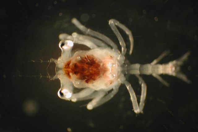 Zooplankton Picture