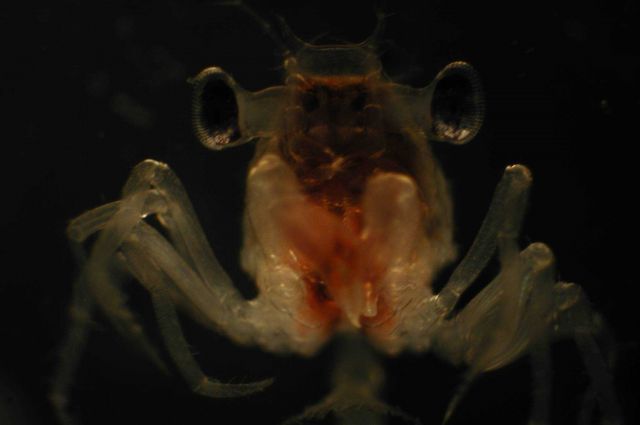 Zooplankton Picture