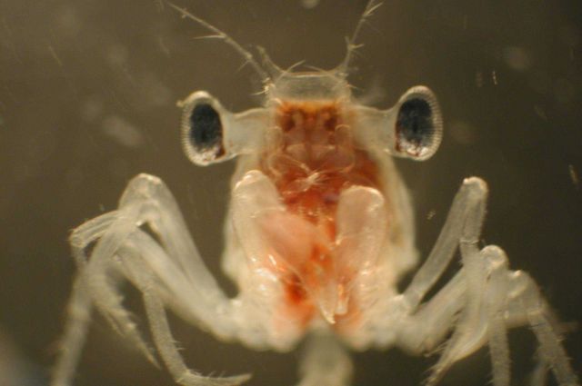 Zooplankton Picture