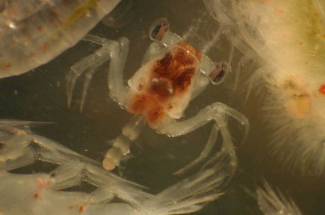 Zooplankton. Picture
