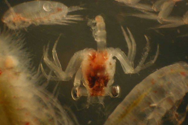 Zooplankton Picture